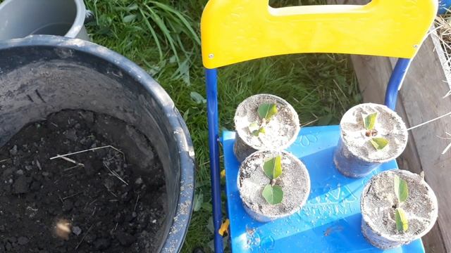 Зеленое черенкование жимолости!!!
ОЧЕНЬ ПРОСТО!!! смотреть онлайн