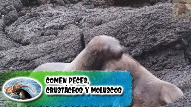 Lobo peletero: La foca de las Gálapagos - documental de animales salvajes смотреть онлайн