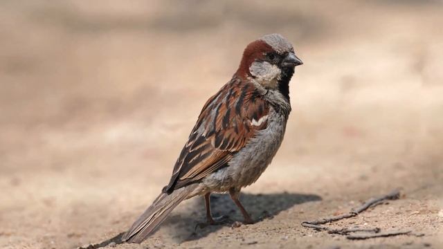 Домовой, или городской воробей Passer Domesticus