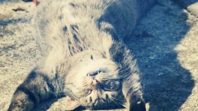 Коты под музыку Улыбайся смотреть онлайн