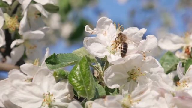 Новая мощная позитивная энергия - Умиротворяющая утренняя музыка для пробуждения