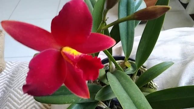 VOCÊS CONHECEM A ORQUIDEA MINI CATTLEYA PRIMEIRO AMOR 🤷♥️🥰😘🙏07/09/2022