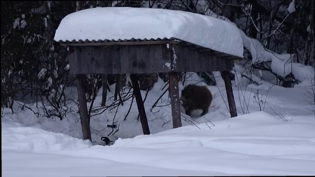 Живу ОДИН в ТАЁЖНОЙ ИЗБЕ. МОРОЗ -30! СПАСАЮ КАБАНОВ! Обзор мотобукса SHARMAX S500 1450 HP20 ENDURO смотреть онлайн