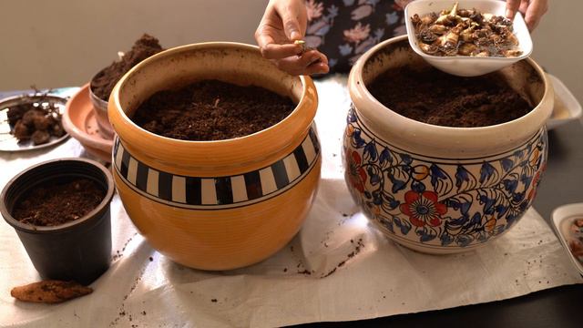 How To Plant Flower Bulbs In Containers | Rajanigandha | Gladiolus | Caladium  | #39