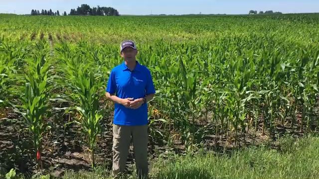 Nitrogen Issues in the Tech Trials смотреть онлайн