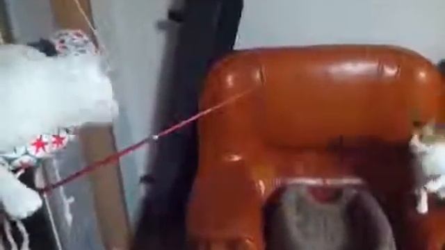 Кто удочкой играет с котом смотреть онлайн