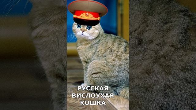 РУССКАЯ ВИСЛОУХАЯ КОШКА.mp4