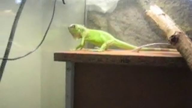 Моя игуана (Iguana iguana) смотреть онлайн
