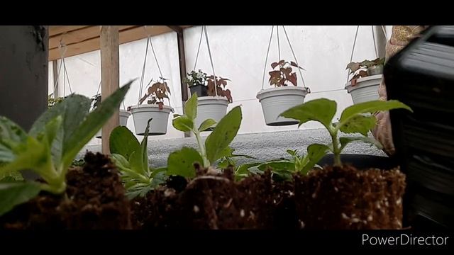 зимние черенки самарской лидии. смотреть онлайн