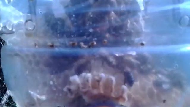 На пчёл и на огонь смотреть можно бесконечно. смотреть онлайн