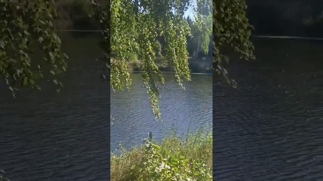 Белоствольная берёзка склонилась над водой смотреть онлайн