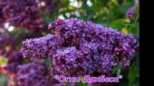 Лучшие сорта сирени