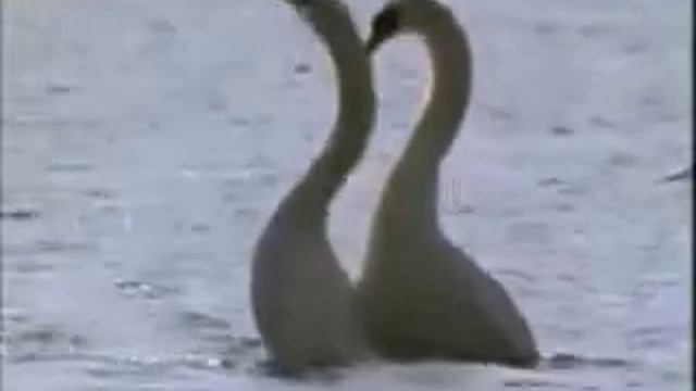 Чудо природы Безумно красивое видео. смотреть онлайн