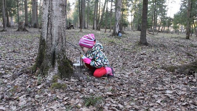 Березовый сок. Собираем сами. Miss Masha юный натуралист смотреть онлайн