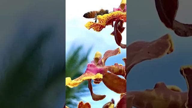 BEE🐝 -utiful! Bees and Orchid Flowers in Perfect Harmony 1💙 #bee #bees #savethebees #orchid #flower смотреть онлайн