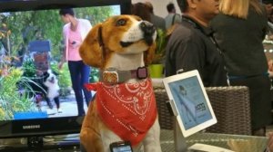 собака снимает ошейник