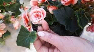 Бегонии ЭЛАТИОР. Укорененять можно и листом!