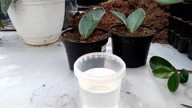 Пеперомия гуллини осон купайтириш усулли смотреть онлайн