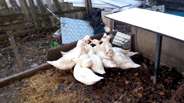 Муларды 5мес смотреть онлайн