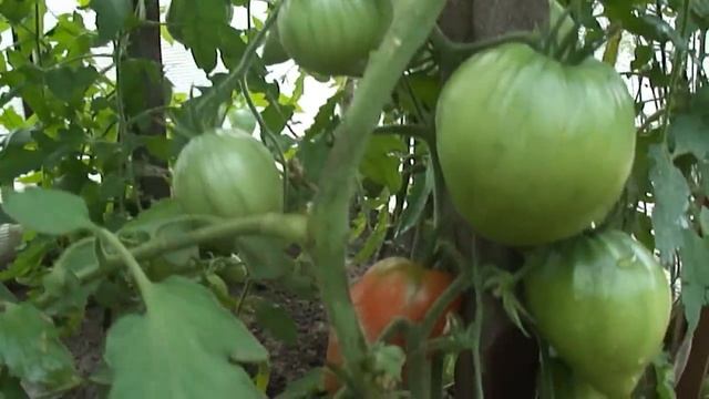 во саду ли, в огороде))))))) смотреть онлайн