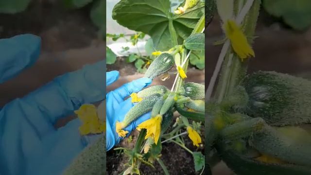 Супер урожайный огурец "Весёлые гномики"от Аэлита.15 огурцов в одном междоузлие! смотреть онлайн