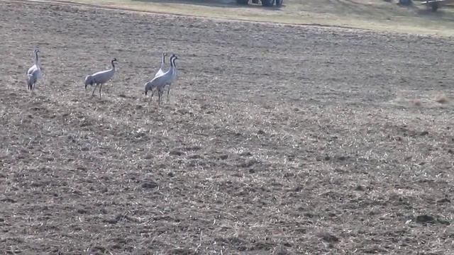 Crane 2 : Canon PowerShot SX150IS смотреть онлайн