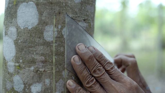Agridence Rubber Grow Module 1 - Rubber tapping смотреть онлайн