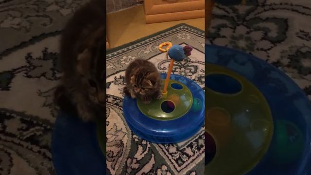 Шотландский шоколад смотреть онлайн