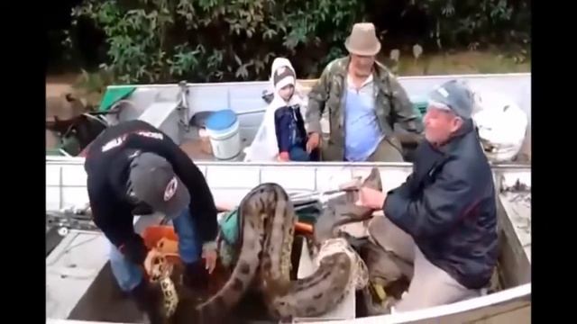 Giant python world's largest snake on the Earth's largest snake longest Python# 1 HD смотреть онлайн