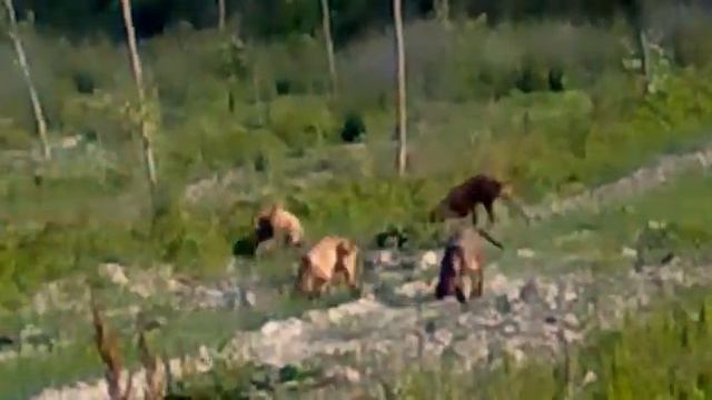 segugi italiani in addestramento in z.a.c caselle landi смотреть онлайн