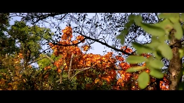 JVC Everio GZ-HM430 Video 1080i Full HD Test || Autumn 2014 смотреть онлайн