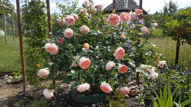 Роза Абрахам Дерби . Rosa Abraham Derby . Английские розы . смотреть онлайн