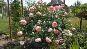 Роза Абрахам Дерби . Rosa Abraham Derby  . Английские розы .