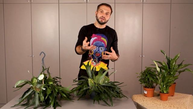 Папоротник Платицериум | Советы от Ильи Гомыранова