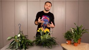 Папоротник Платицериум | Советы от Ильи Гомыранова