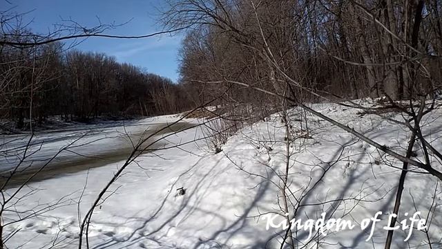 Sounds of the spring forest, birds singing, forest lake/Звуки весеннего леса.Пение птиц.Лесное озер смотреть онлайн