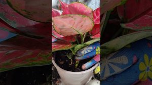 Рабочий процесс. Пересадка аглаонемы.