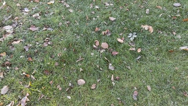 Мангал/Стартер для розжига угля/Шашлык на двоих? смотреть онлайн