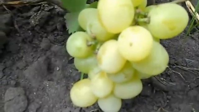 Сорт винограда Супер экстра. смотреть онлайн