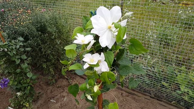 Клематис Исаго . Clеmatis  Isago . Японские сорта клематисов . Группа патенс ( Patens ) .