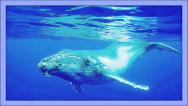 ❀ Sound Therapy ~ Whales Singing ~ смотреть онлайн