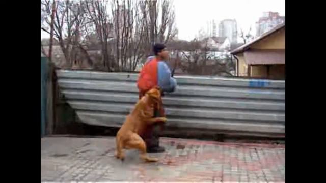 Бордосы, просто бордосы смотреть онлайн