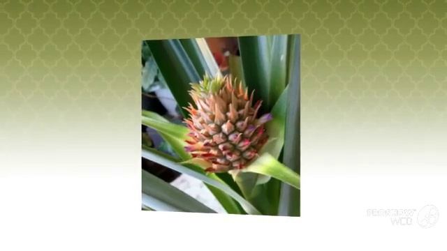 Как вырастить ананас дома Просто и красиво смотреть онлайн