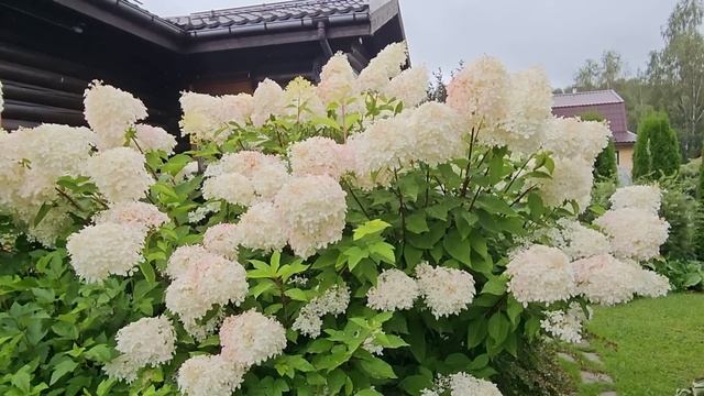 Метельчатые гортензии в моем саду. смотреть онлайн