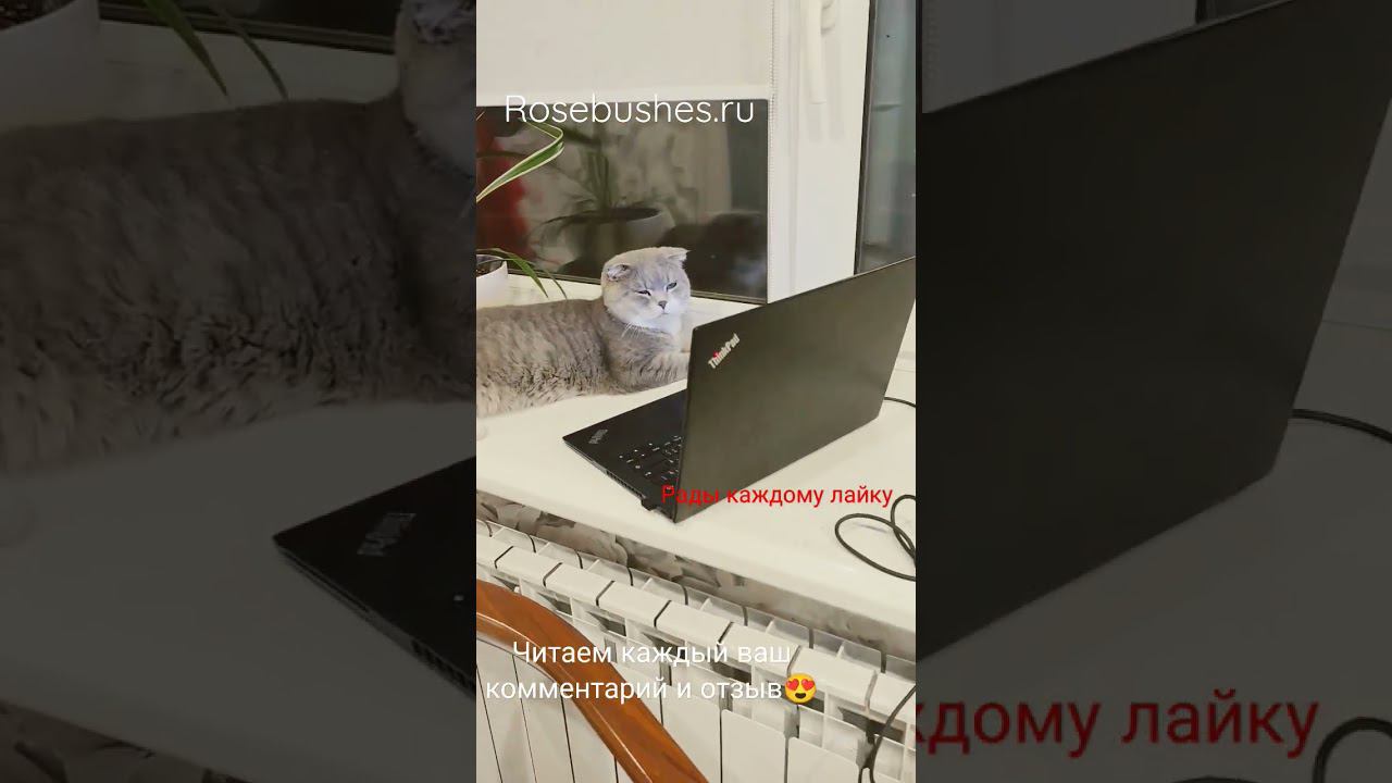 Спасибо каждому за обратную связь, за лайк, за отзыв, за рекомендацию друзьям Ксения, rosebushes.ru смотреть онлайн