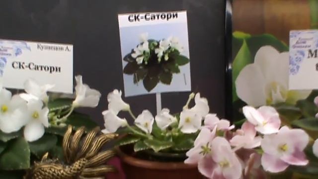 Выставка миниатюрных фиалок (сенполий),Самарский Дом Фиалки,январь 2018. смотреть онлайн