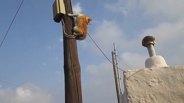 Высоко сижу, далеко гляжу! смотреть онлайн