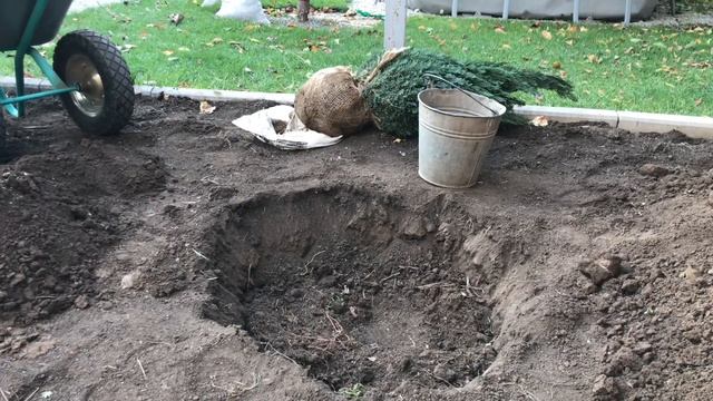 КИПАРИСОВИКИ ЛАВСОНА. Мой опыт выращивания. ОТ ПОСАДКИ ДО СТРИЖКИ! смотреть онлайн