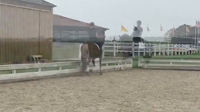 Brandon - Dutch Dressage Horse from Holland for Sale смотреть онлайн