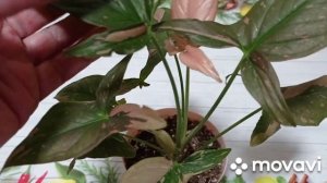 Комнатные цветы. Обзор комнатных цветов по алфавиту. Буква С, сансевиерии, сингониумы.